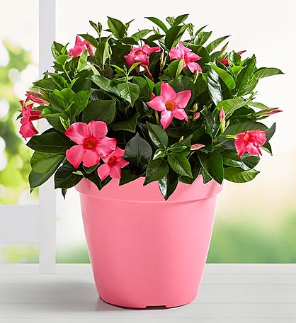 Pink Dipladenia Plant